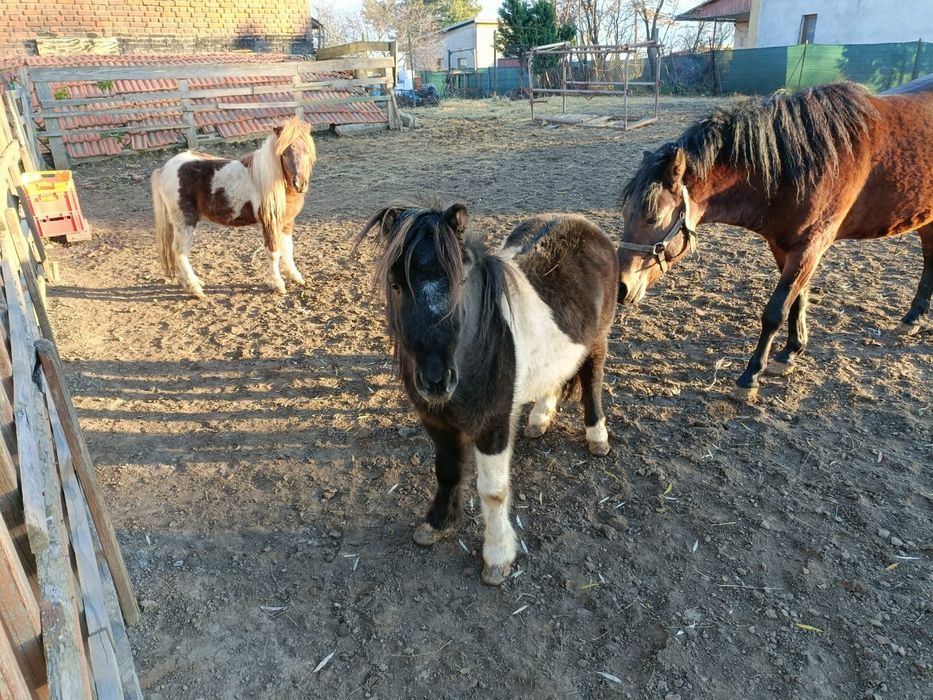 Sprzedam Hucuły i Kucyki. LIKWIDACJIA STADA