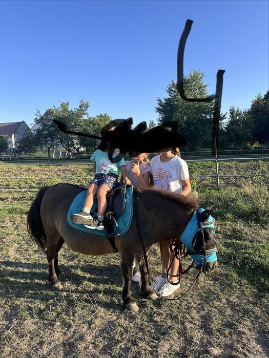 Kucyki na sprzedaz