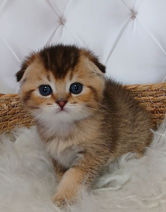 Хлопчик  золота тікірована шиншила