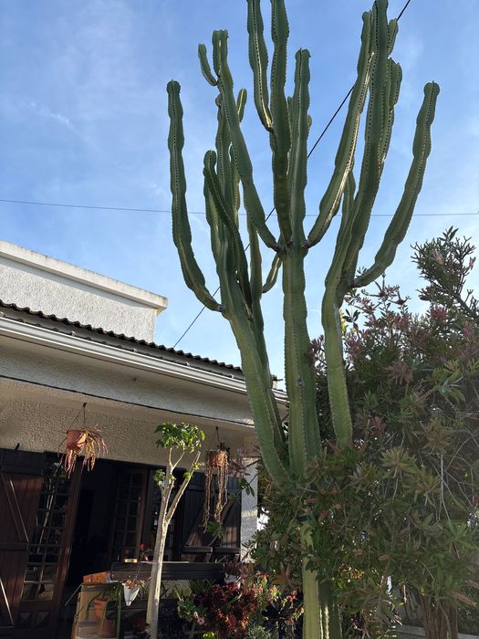2 cactos gigantes