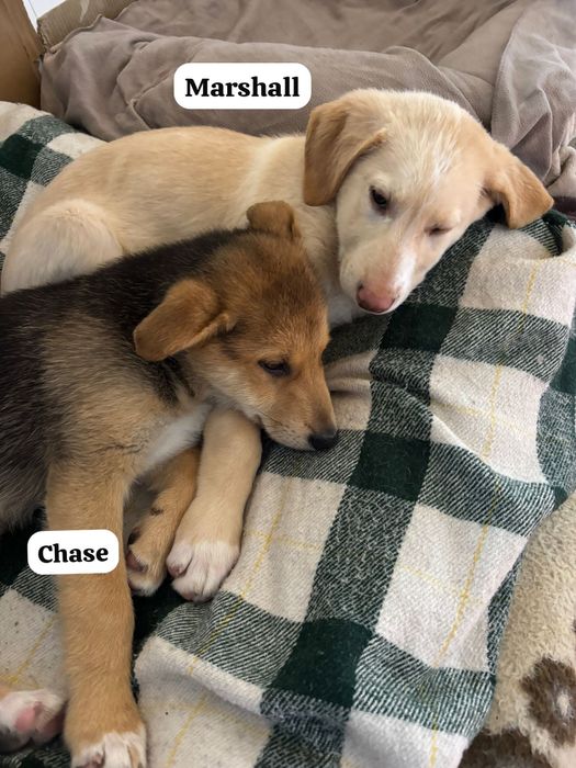 Bebés para adoção responsável