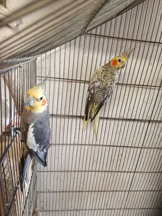 Aves disponíveis