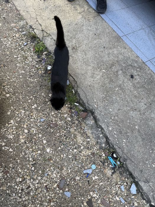 Gatos  para adoção (Mae e filho)