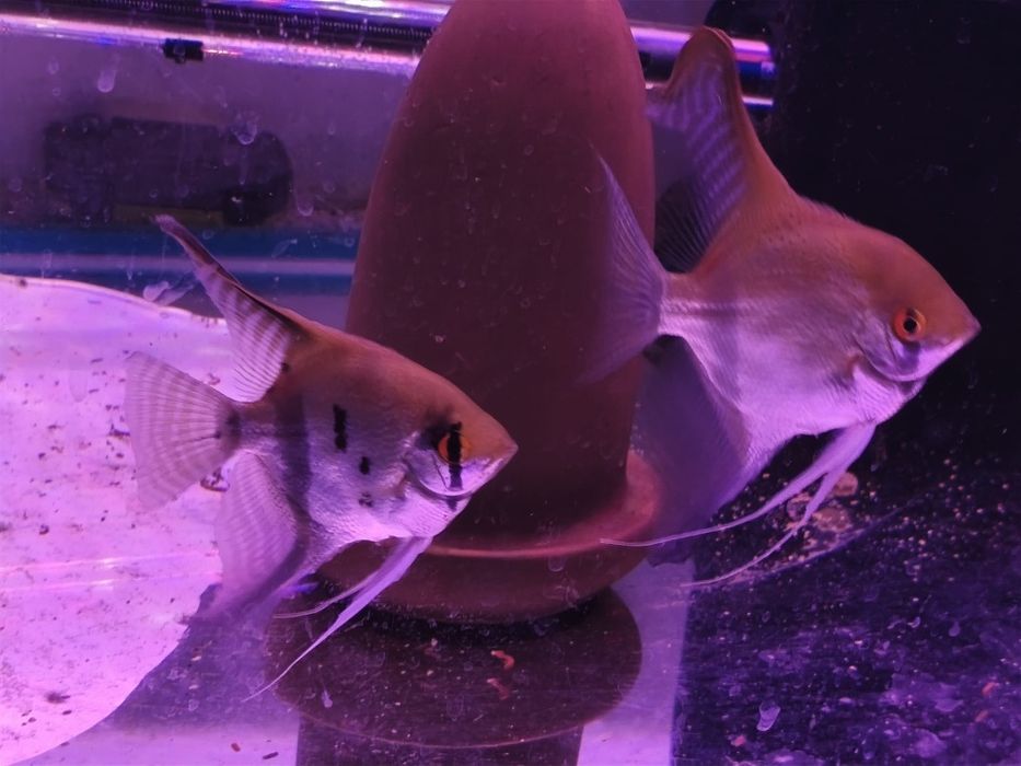 Escalares bebés muito bonitos.