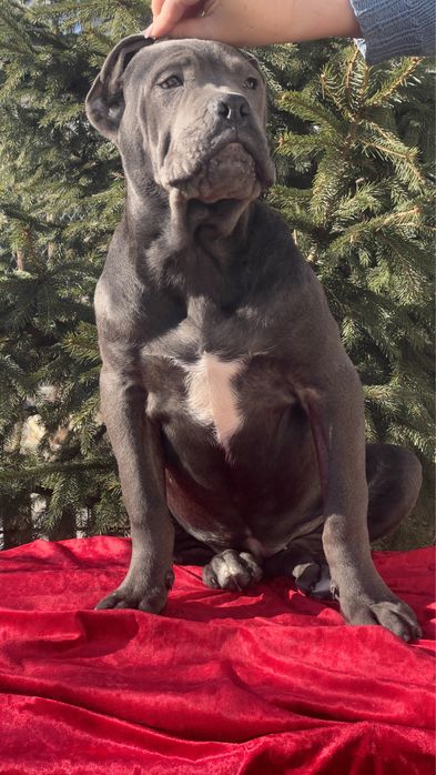 Кане корсо дівчинка