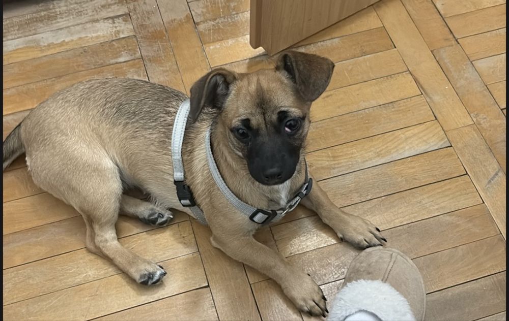 Oddam psa suczke-misia