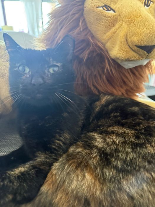 Nala, gatinha de olhos verdes para adoção