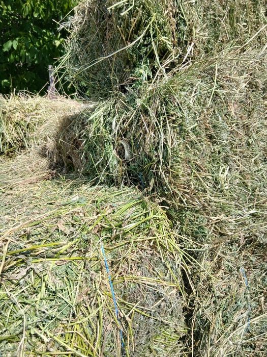Продам люцерку в тюках и сено