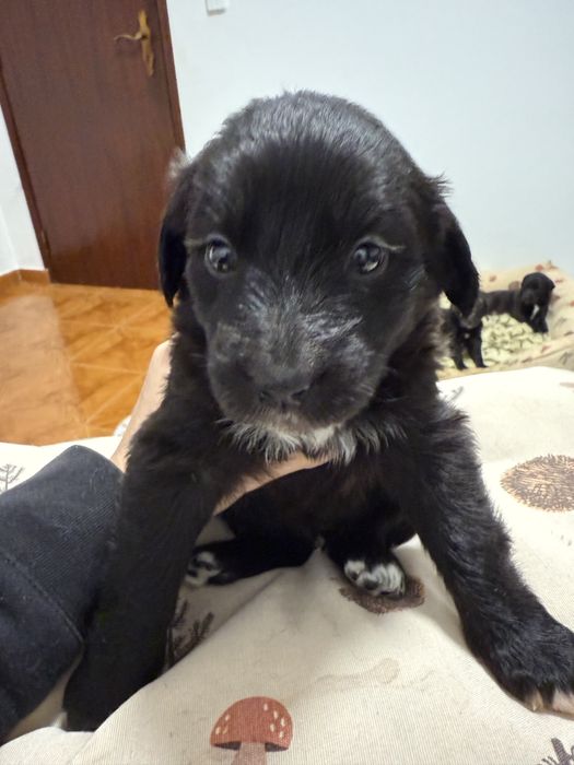 Cães para adoção- actualização final