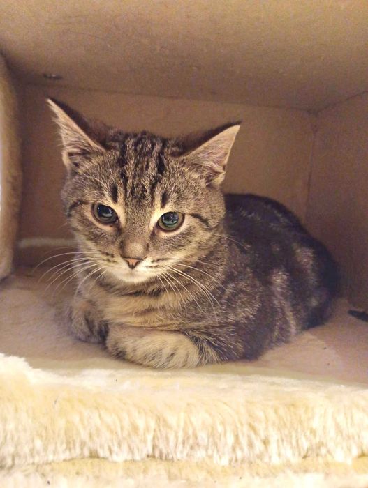 FELUŚ 5 miesieczny kotek do adopcji