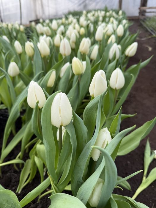 Тюльпан місцевий Оптом Одеса на 8 березня
