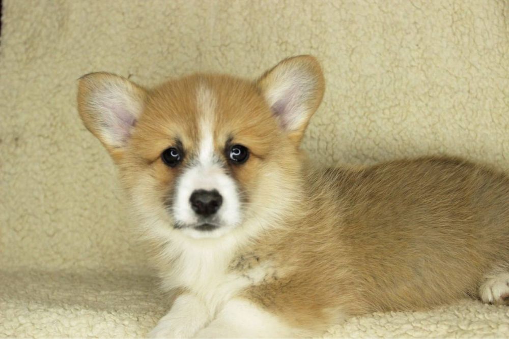 Вельш Корги Пемброк Девочка