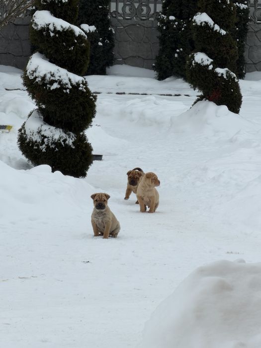 ПРОДАМ! Хлопчики породи Шарпей