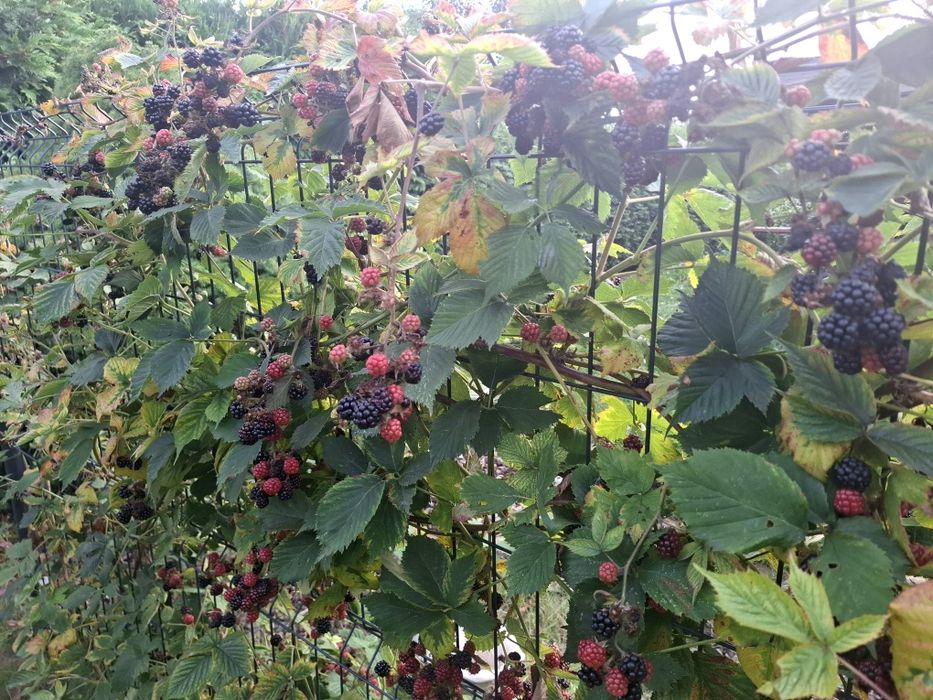 Owoce w zamian za przycięcie drzew i krzewów