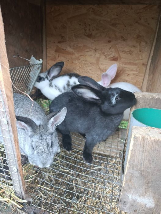 Продаються кролі