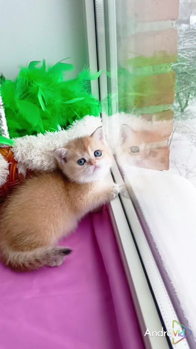 Очень ласковая девочка золотая шиншилла