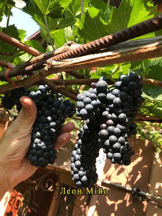 Виноград для соку та вина (саджанці технічних сортів)