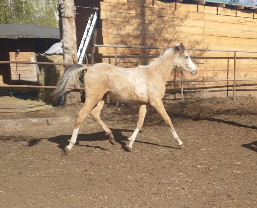 Ogierek arab/akhal teke