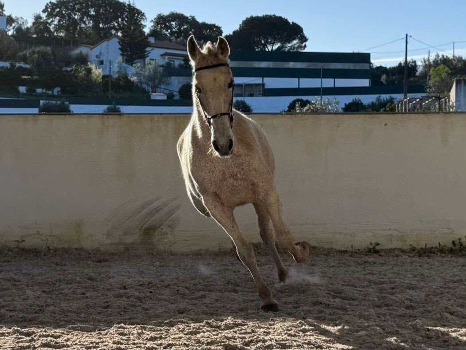 Égua Puro Sangue Lusitano Pontuada