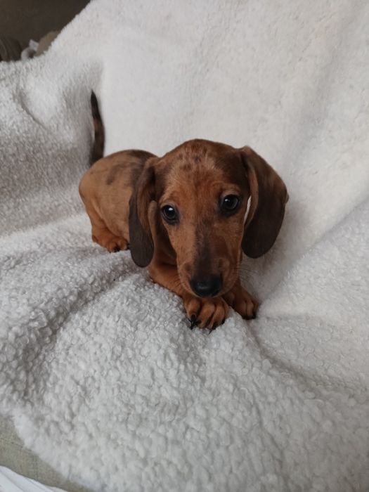 Jamnik krótkowłosy