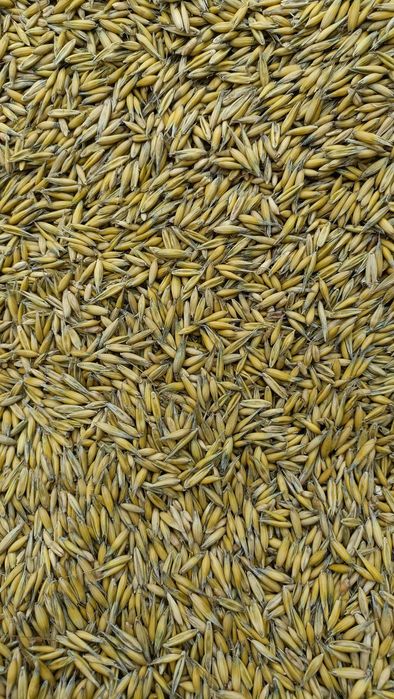 Sprzedam owies z własnego gospodarstwa.