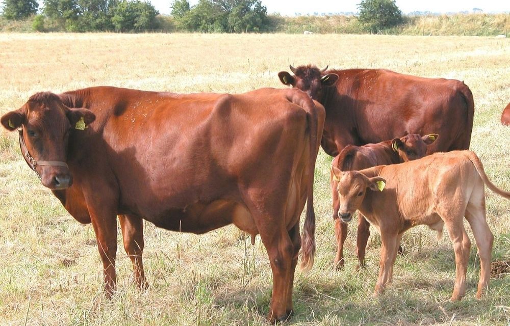 Продам нетель Красно Датской породы