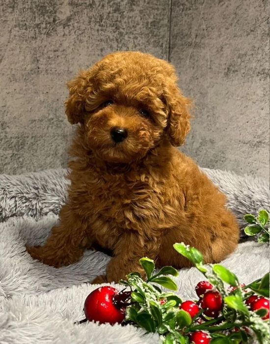 Той пудель малюки