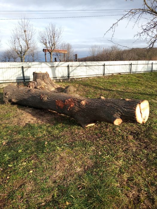 Продам стовбур липи