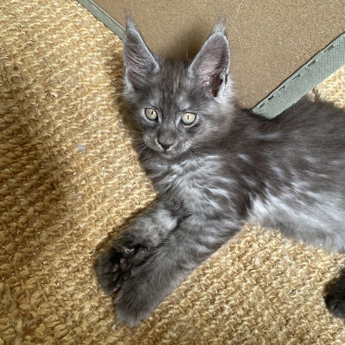 Kocurek Maine Coon