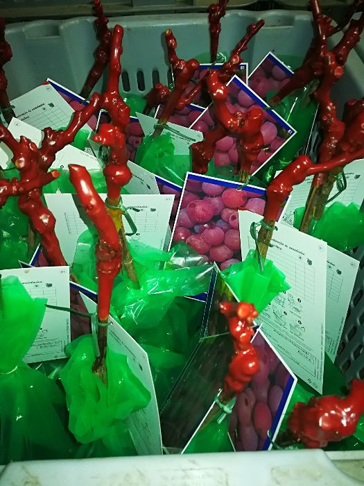 Videiras enxertadas (omega):196/17 e 1103-P