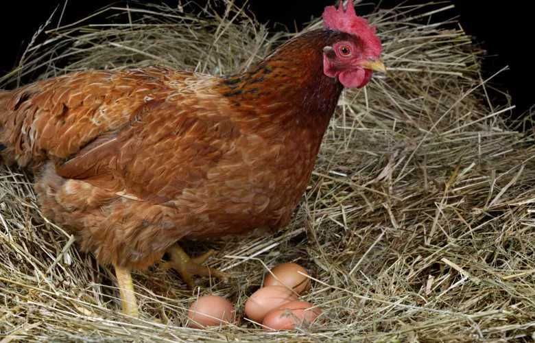 kury nioski karma na problemy słabą nieśność na dziobanie się kur