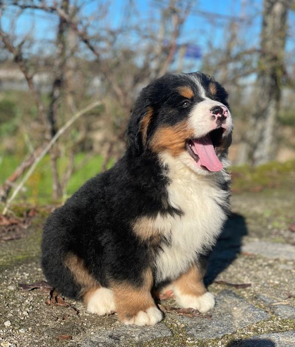 Boiadeiro de Berna | Bouvier Bernois