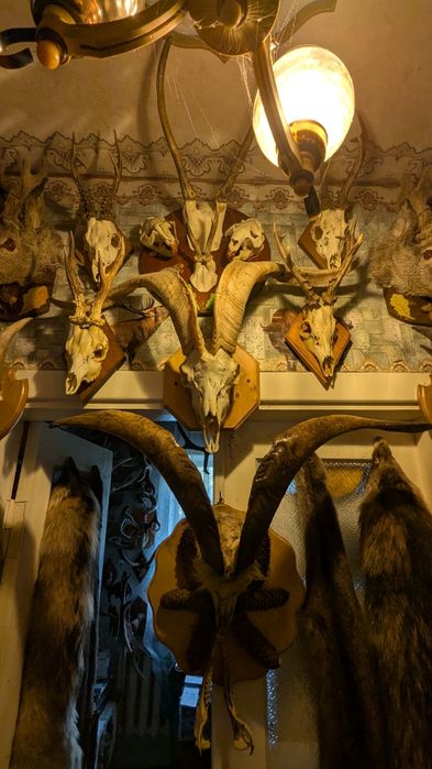 Колекція мисливських трофеїв