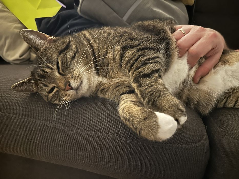 Frotka - kotka wymagająca doświadczonego opiekuna