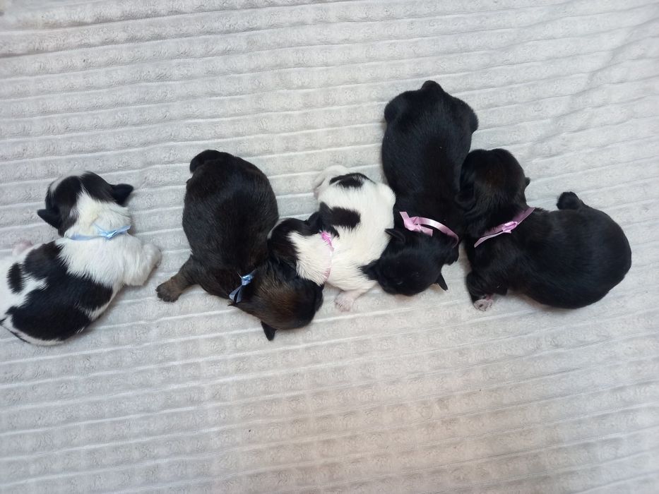 Shih tzu Szczeniak sunia piesek Shih tzu