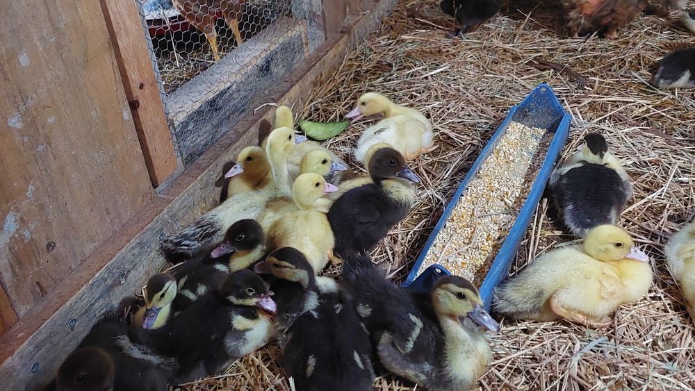 12 Patos mudos com 4 semanas