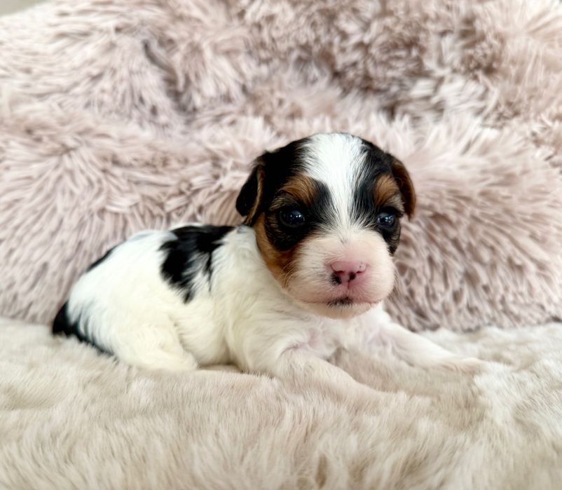 RAFAELLO York Biewer,pełny rodowód PFK, przegląd u sędzi DO Rezerwacji