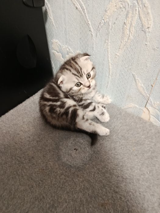 Котята шотландские вислоухие