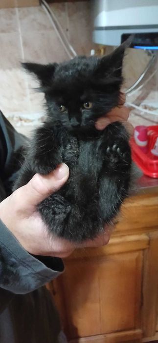 Tenho uma gata bebe para dar