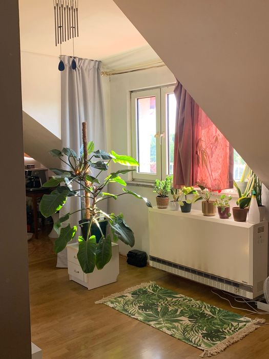Duży filodendron na paliku, często kwitnie