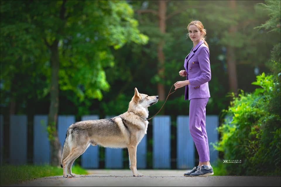 Чеський вовчак цуценята КСУ