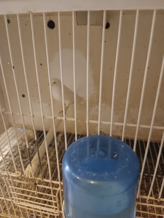 Canarias femeas  odivelas