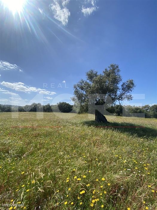 Terreno Rústico com 18.750 m² – Alcáçovas, Viana do Alentejo
