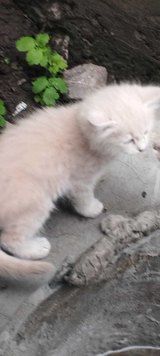 Віддам кошенят в добрі руки (Подільський район)