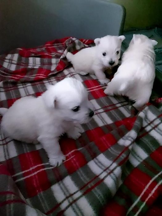 West highland white terrier zkwp FCI