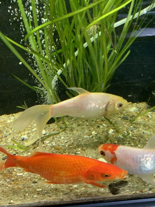 Peixes cometas veu agua fria