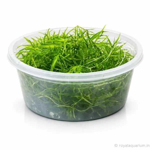 Guppy Grass - schronienie dla narybku / 250 ml