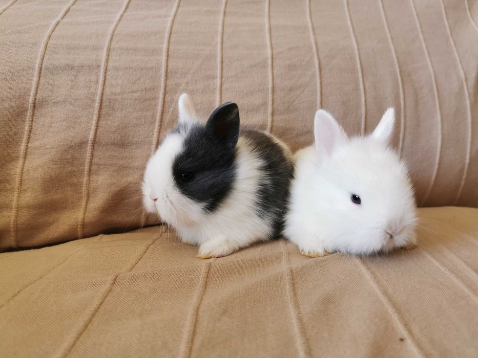 Coelhos anões angorá, holandês mini e minitoy muito fofos