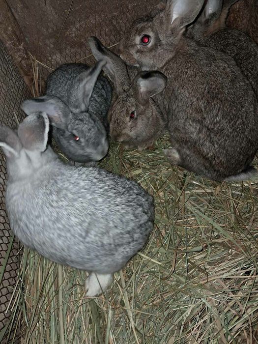 Кролики кролі молоді