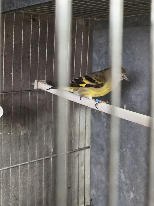 Fêmea magelanica.....